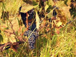 VINICOLA EM COCALZINHO GOIÁS