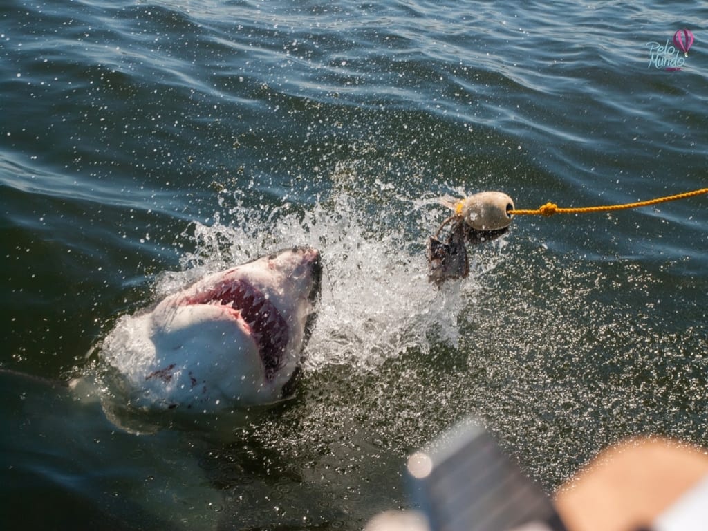 mergulho com tubarão em Gansbaai Africa do Sul 